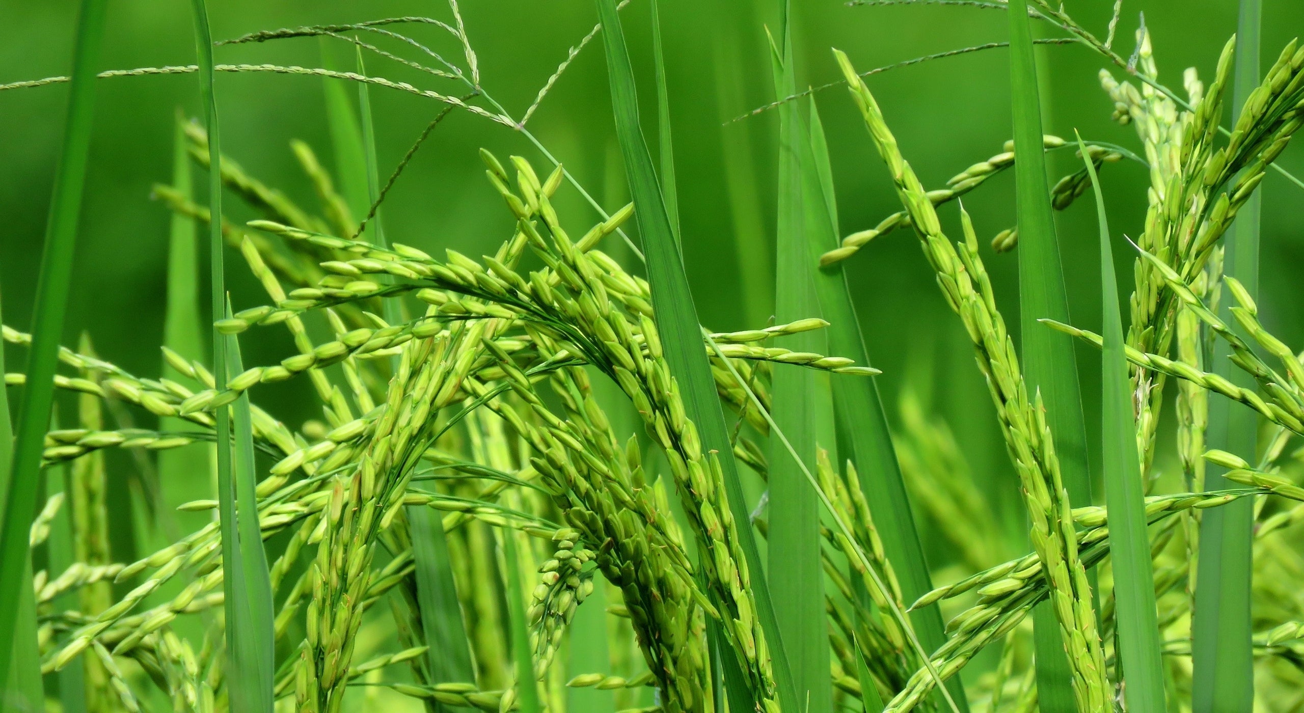 Taichin Rice fields of Kathmandu Valley